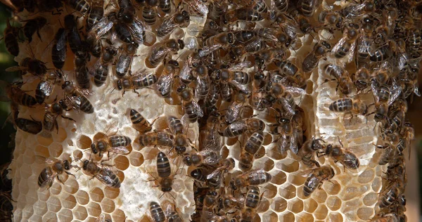 European Honey Bee Apis Mellifera Black Bees Wild Ray Alveolus — Zdjęcie stockowe