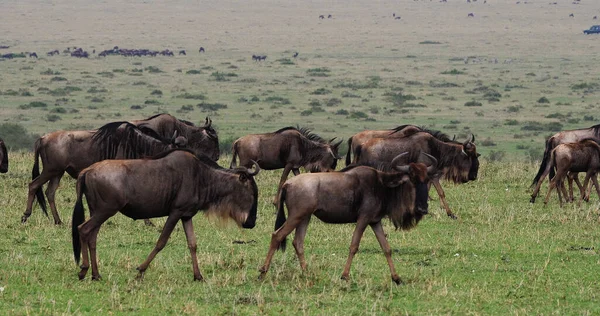 Blue Antilop, connochaetes taurinus, Göç sırasında Herd, Kenya 'daki Masai Mara Parkı