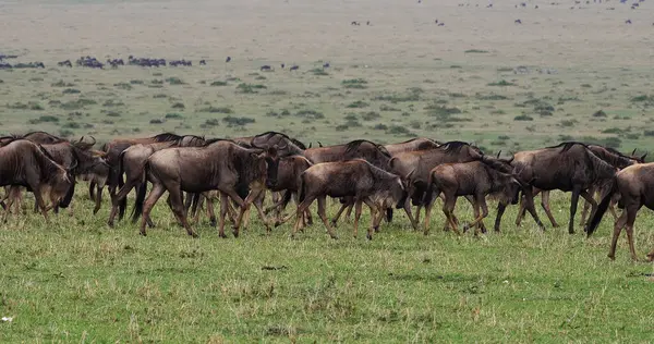 Blue Wildebeest Connochaetes Inrinus Herd Fall Masai Mara Park Kenya — стоковое фото