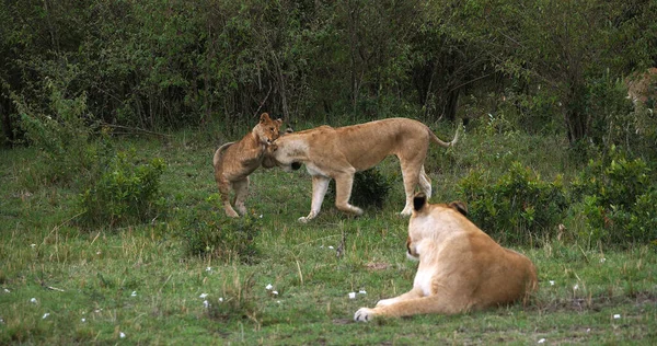 Lion Africain Panthera Leo Mère Louveteau Jouant Masai Mara Park — Photo