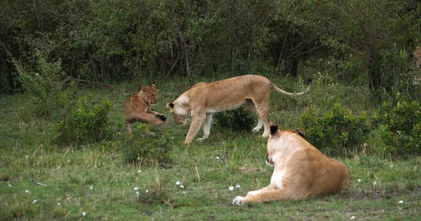 Leão Africano Pantera Leo Mãe Cub Tocando Masai Mara Park — Fotografia de Stock