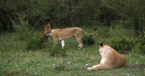 아프리카 Panthera 어머니와 케냐의 마사이 — 스톡 사진
