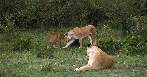 Африканские Львы Пантера Лео Мать Куб Играют Парке Масаи Мара — стоковое фото