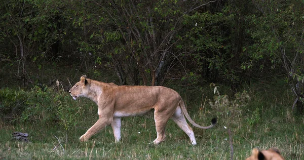 Lion Africain Panthera Leo Mère Marchant Travers Bush Masai Mara — Photo