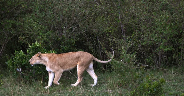 非洲狮子 豹狮子座 妈妈穿过布什 肯尼亚的马赛马拉公园 — 图库照片