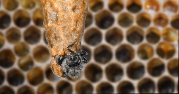 European Honey Bee Apis Mellifera Emergence Queen Bee Hive Στη — Φωτογραφία Αρχείου