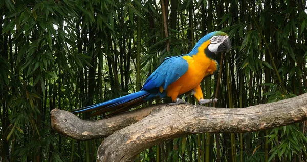 Modro Žluté Macaw Ara Ararararauna Dospělý Stojící Větvi — Stock fotografie