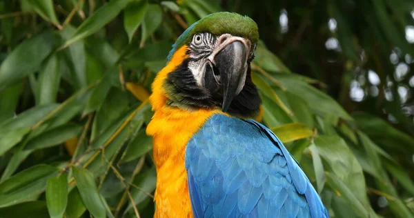 Modrožluté Macaw Ara Ararararauna Portrét Dospělého — Stock fotografie