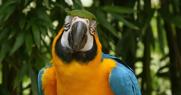 Blue Yellow Macaw Ara Ararauna Portrait Adult — Stock Photo, Image
