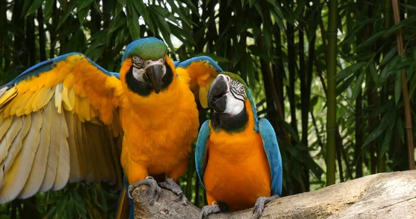 Blågul Macaw Ara Ararauna Vuxna Beak Beak Par Stående Gren — Stockfoto