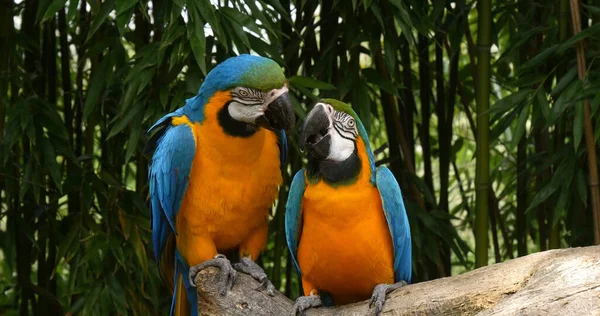 Μπλε Και Κίτρινο Macaw Ara Ararauna Adults Beak Beak Ζευγάρι — Φωτογραφία Αρχείου