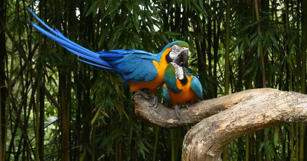 Blue Yellow Macaw Ara Ararauna Adults Beak Beak Pair Standing — Stock Photo, Image