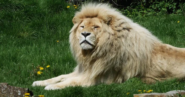 León Blanco Panthera Leo Krugensis Puesta Macho — Foto de Stock