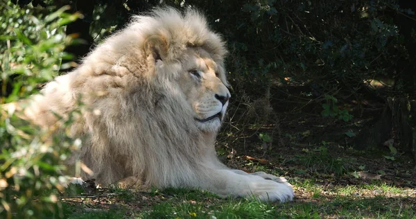León Blanco Panthera Leo Krugensis Puesta Macho — Foto de Stock