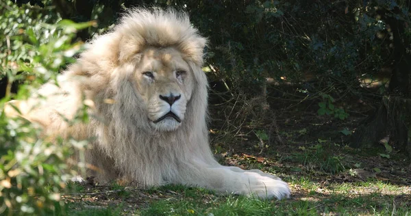 Witte Leeuw Panthera Leo Krugensis Mannenlegsel — Stockfoto