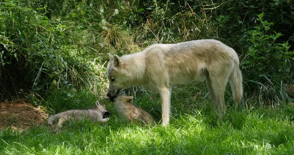 Lobo Ártico Canis Lupus Tundrarum Madre Cachorro Pie Cerca Den —  Fotos de Stock