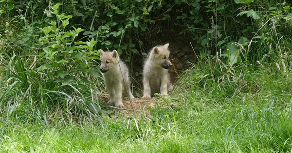Arctic Wolf Canis Lupus Tundrarum Welp Bij Den Entrance — Stockfoto