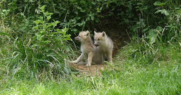 Lobo Ártico Canis Lupus Tundrarum Cub Cerca Den Entrance —  Fotos de Stock