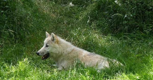 Lobo Ártico Canis Lupus Tundrarum Fêmea Deitada Grama — Fotografia de Stock