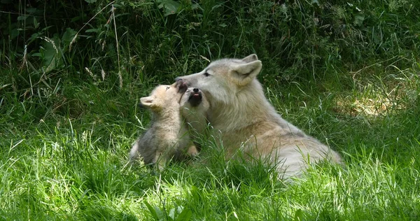 Lobo Ártico Canis Lupus Tundrarum Madre Jugando Con Cub — Foto de Stock