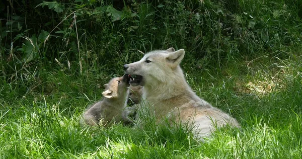 Arktyczny Wilk Canis Tupus Tundrarum Matka Bawiąca Się Cubem — Zdjęcie stockowe
