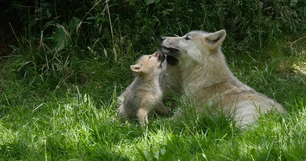 Arctic Wolf Canis Lupus Tundrarum Mamma Leker Med Cub — Stockfoto