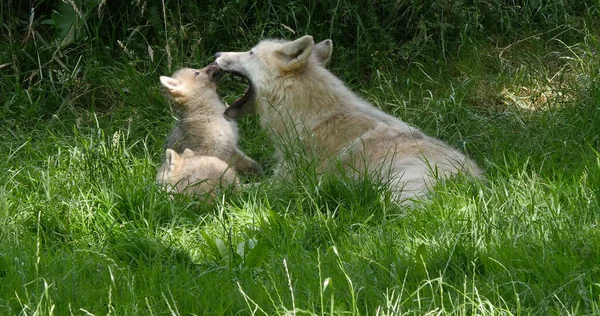 Arctic Wolf Canis Lupus Tundrarum Mãe Brincando Com Cub — Fotografia de Stock