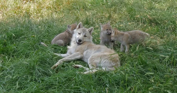 Arctic Wolf Canis Lupus Tundrarum Mother Playing Cub — Stock fotografie