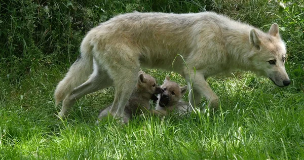 Arctic Wolf Canis Lupus Tundrarum Madre Che Gioca Con Cucciolo — Foto Stock