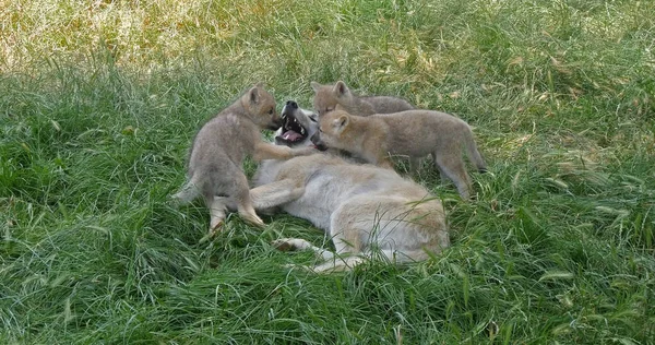 Arctic Wolf Canis Lupus Tundrarum Mother Playing Cub — Stock fotografie