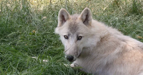 Lobo Ártico Canis Lupus Tundrarum Hembra Tendida Sobre Hierba — Foto de Stock