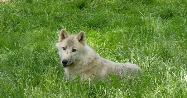 Arctic Wolf Canis Lupus Tundrarum Hona Gräs — Stockfoto