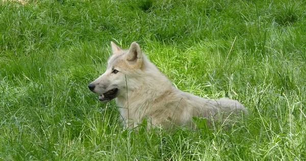 Arktický Vlk Canis Lupus Tundrarum Samice Ležící Trávě — Stock fotografie