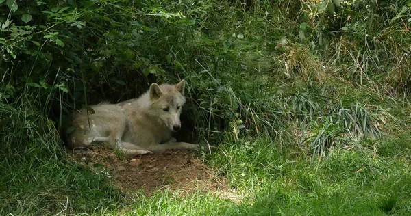 Arctic Wolf, canis lupus tundrarum, Female laying at Den Entrance