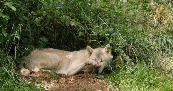 Arctic Wolf Canis Lupus Tundrarum Kvinnlig Äggläggning Vid Den Entré — Stockfoto