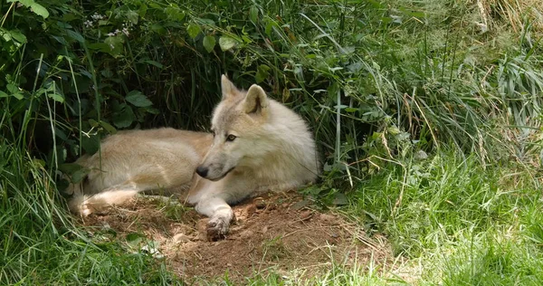 Arctic Wolf, canis lupus tundrarum, Female laying at Den Entrance