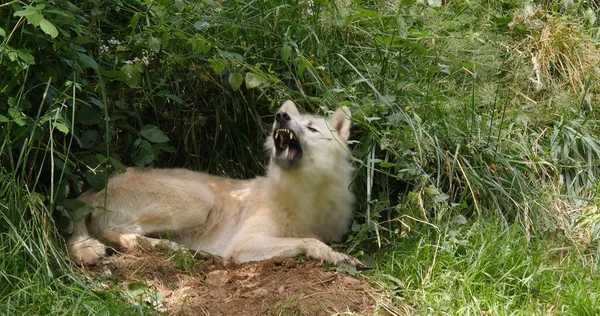 Arktický Vlk Canis Lupus Tundrarum Samice Ležící Den Entrance — Stock fotografie