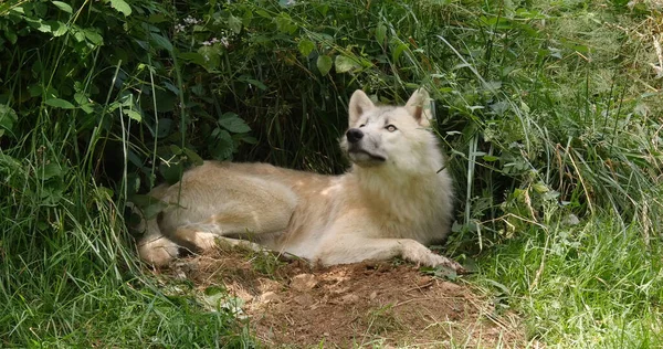 Arctic Wolf Canis Lupus Tundrarum Fêmea Deitada Entrada Den — Fotografia de Stock