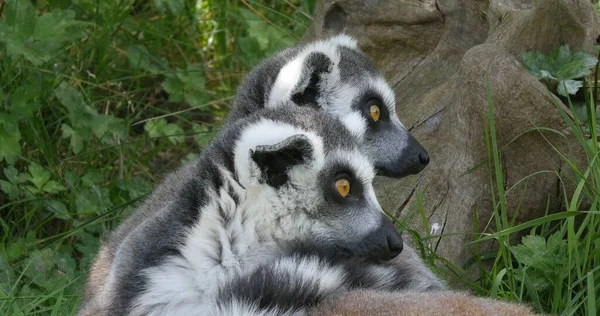 Ring Tail Lemur Lemur Catta Retrato Adultos Olhando Redor — Fotografia de Stock