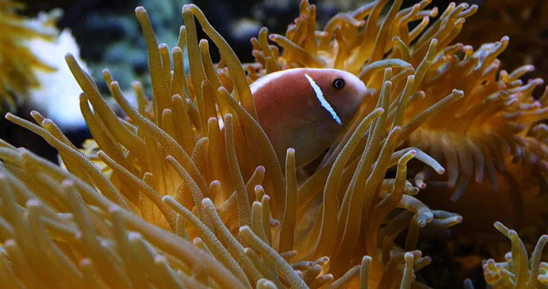 叶海海葵 Leathery Sea Anemone 中的头皮海葵 Amphiprion Ocellaris 异型海葵 Heteractis Crispa — 图库照片