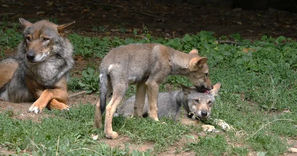 European Wolf Canis Lupus Mother Pup Frankrike — Stockfoto