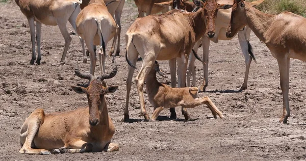Hartebeest Alcelaphus Buselaphus Herd Staand Savanna Welp Zuigen Nairobi Park — Stockfoto