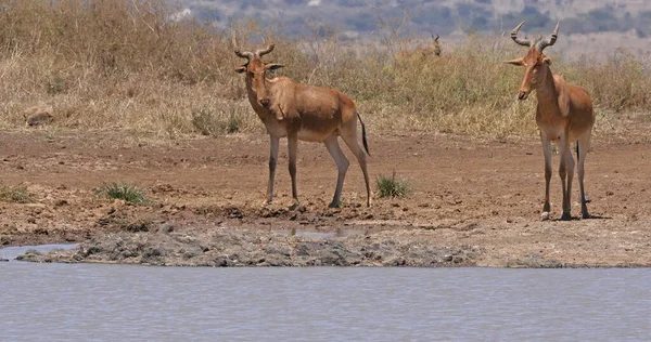 Hartebeest Alcelaphus Buselaphus Herd Staande Bij Waterhole Nairobi Park Kenia — Stockfoto