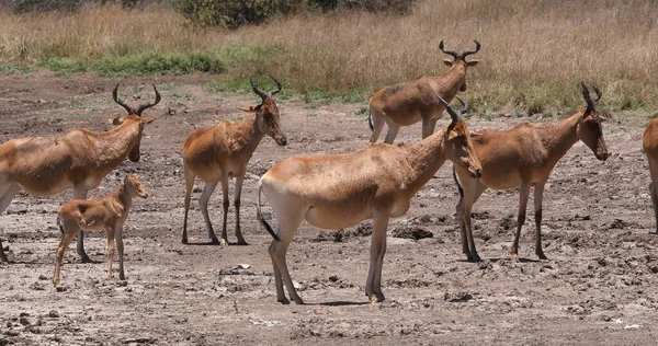 Hartebeest Alcelaphus Buselaphus Herd Standing Savanna Nairobi Park Kenya — Foto Stock