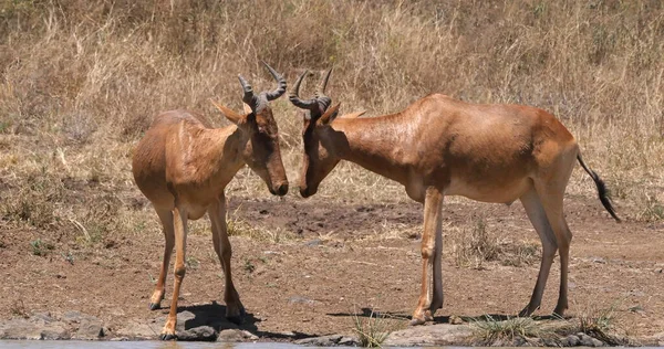 Hartebeest Alcelaphus Buselaphus Paar Staande Savanna Nairobi Park Kenia — Stockfoto