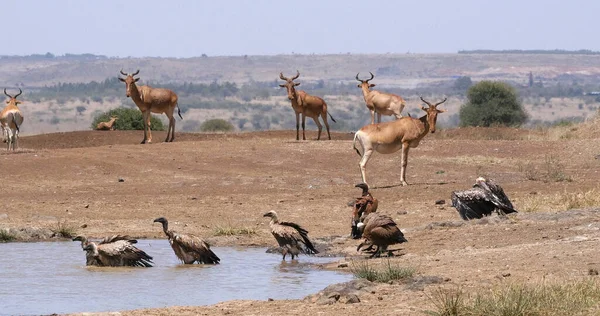 Hartebeest Alcelaphus Buselaphus Herd Bij Waterhole Afrikaanse Gier Met Witte — Stockfoto