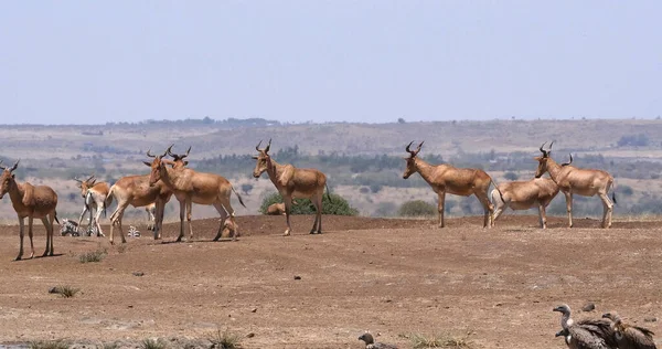 Hartebeest Alcelaphus Buselaphus Herd Standing Savanna Nairobi Park Kenya — Foto Stock