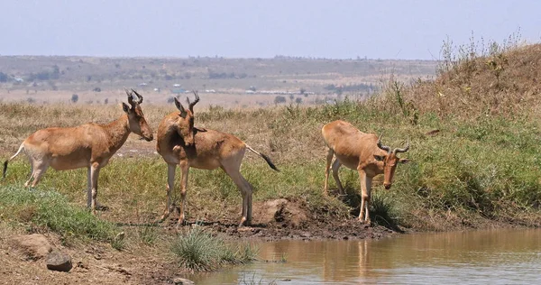 Hartebeest Alcelaphus Buselaphus Herd Staande Bij Waterhole Nairobi Park Kenia — Stockfoto