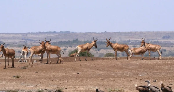 Hartebeest Alcelaphus Buselaphus Herd Staand Savanna Nairobi Park Kenia — Stockfoto
