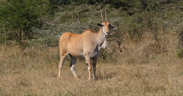 Cape Eland Taurotragus Oryx Vuxen Savannen Nairobi Park Kenya — Stockfoto